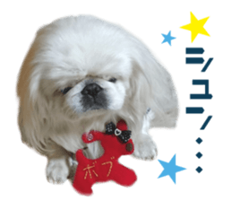 Real DOG White Pekingese sticker #15936974
