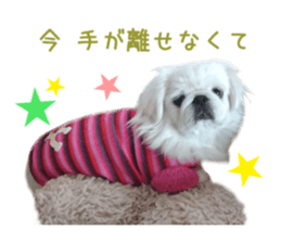 Real DOG White Pekingese sticker #15936975