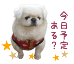 Real DOG White Pekingese sticker #15936976