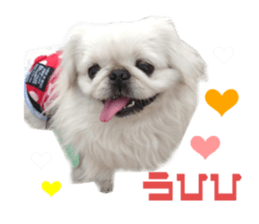 Real DOG White Pekingese sticker #15936977