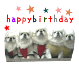 Real DOG White Pekingese sticker #15936978