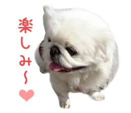 Real DOG White Pekingese sticker #15936979