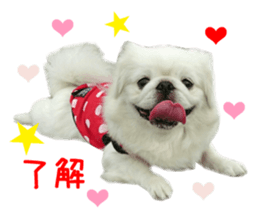 Real DOG White Pekingese sticker #15936980