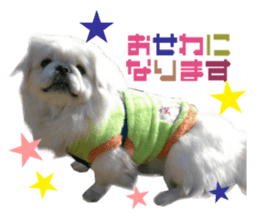 Real DOG White Pekingese sticker #15936981