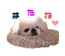 Real DOG White Pekingese sticker #15936982
