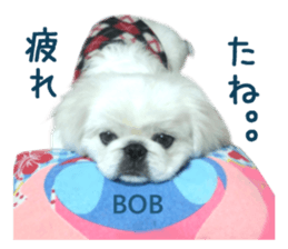 Real DOG White Pekingese sticker #15936983