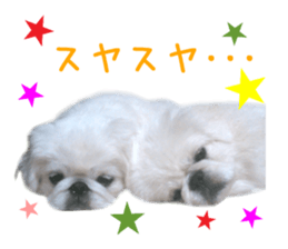 Real DOG White Pekingese sticker #15936984