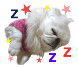 Real DOG White Pekingese sticker #15936985