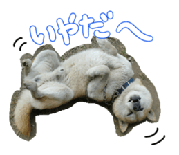 Stupid shiba dog's Don sticker #15937026