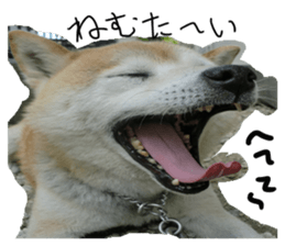 Stupid shiba dog's Don sticker #15937027