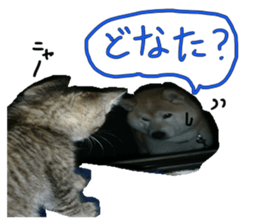 Stupid shiba dog's Don sticker #15937029