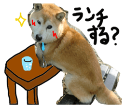 Stupid shiba dog's Don sticker #15937031