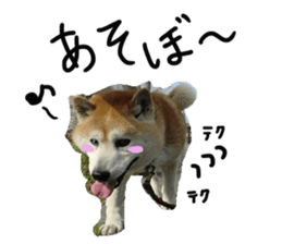 Stupid shiba dog's Don sticker #15937033