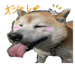 Stupid shiba dog's Don sticker #15937035