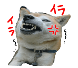 Stupid shiba dog's Don sticker #15937037