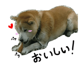 Stupid shiba dog's Don sticker #15937039