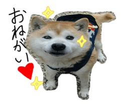 Stupid shiba dog's Don sticker #15937041