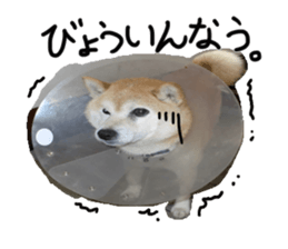 Stupid shiba dog's Don sticker #15937043