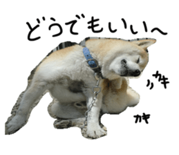 Stupid shiba dog's Don sticker #15937045