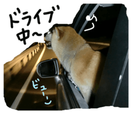 Stupid shiba dog's Don sticker #15937047