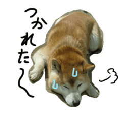 Stupid shiba dog's Don sticker #15937049