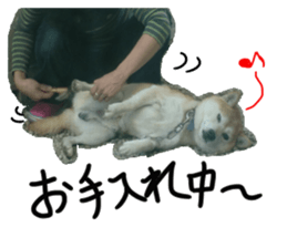 Stupid shiba dog's Don sticker #15937051