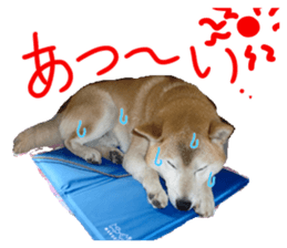 Stupid shiba dog's Don sticker #15937053