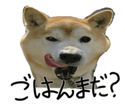 Stupid shiba dog's Don sticker #15937055