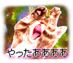 Cat Photo Stickers 08 sticker #15937070