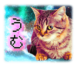 Cat Photo Stickers 08 sticker #15937072