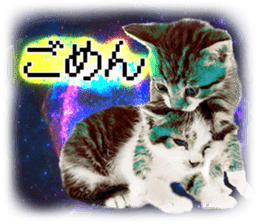 Cat Photo Stickers 08 sticker #15937073