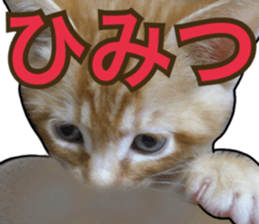 Cats rich in facial expressions. 2 sticker #15940605