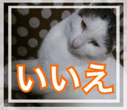 Cats rich in facial expressions. 2 sticker #15940606