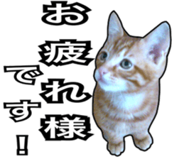 Cats rich in facial expressions. 2 sticker #15940608