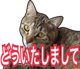 Cats rich in facial expressions. 2 sticker #15940610