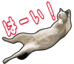 Cats rich in facial expressions. 2 sticker #15940611