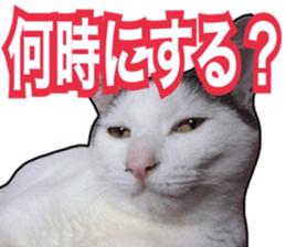 Cats rich in facial expressions. 2 sticker #15940612