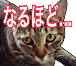 Cats rich in facial expressions. 2 sticker #15940614