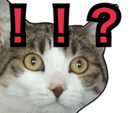 Cats rich in facial expressions. 2 sticker #15940615