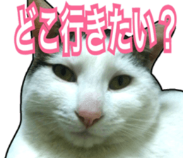 Cats rich in facial expressions. 2 sticker #15940617