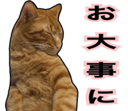 Cats rich in facial expressions. 2 sticker #15940618