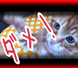 Cats rich in facial expressions. 2 sticker #15940620