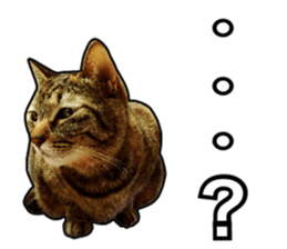 Cats rich in facial expressions. 2 sticker #15940621