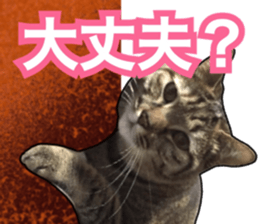 Cats rich in facial expressions. 2 sticker #15940622