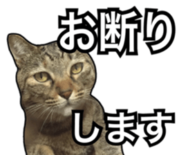 Cats rich in facial expressions. 2 sticker #15940623
