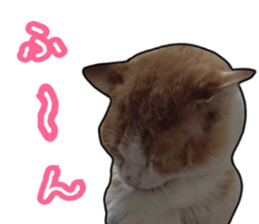 Cats rich in facial expressions. 2 sticker #15940624