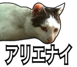 Cats rich in facial expressions. 2 sticker #15940625