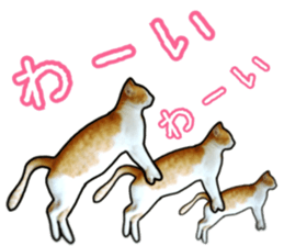 Cats rich in facial expressions. 2 sticker #15940629