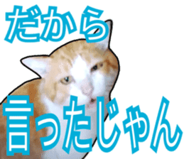 Cats rich in facial expressions. 2 sticker #15940631