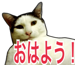 Cats rich in facial expressions. 2 sticker #15940632